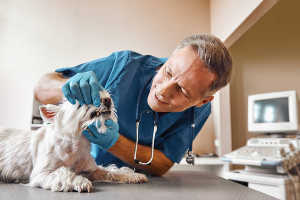 Best Emergency Dental Care for Trauma or Injury in Marquette Heights, IL